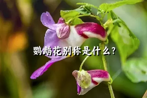 鹦鹉花别称是什么？