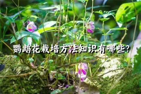 鹦鹉花栽培方法知识有哪些？