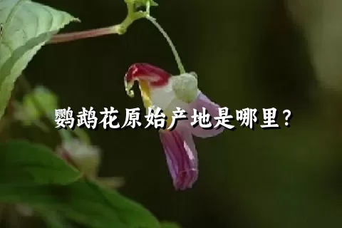 鹦鹉花原始产地是哪里？