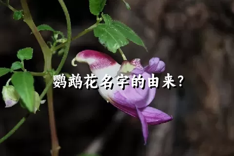 鹦鹉花名字的由来？