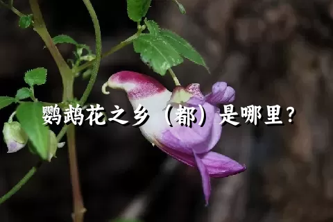 鹦鹉花之乡（都）是哪里？