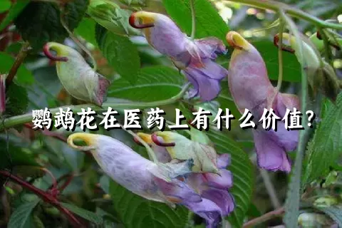 鹦鹉花在医药上有什么价值？