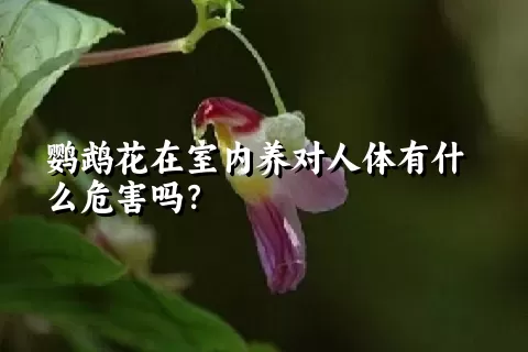 鹦鹉花在室内养对人体有什么危害吗？