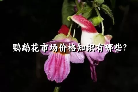 鹦鹉花市场价格知识有哪些？