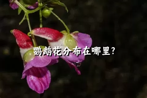 鹦鹉花分布在哪里?