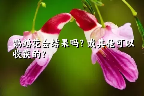 鹦鹉花会结果吗？或其他可以收获的？