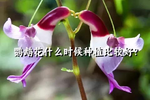 鹦鹉花什么时候种植比较好？