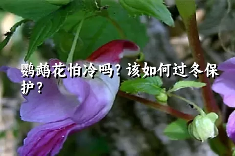 鹦鹉花怕冷吗？该如何过冬保护？