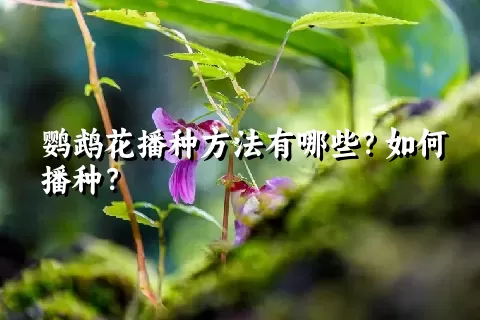 鹦鹉花播种方法有哪些？如何播种？