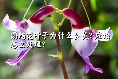 鹦鹉花叶子为什么会黄？应该怎么处理？