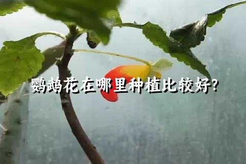 鹦鹉花在哪里种植比较好？