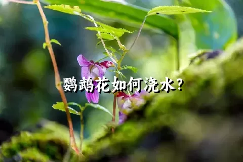 鹦鹉花如何浇水？