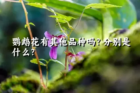 鹦鹉花有其他品种吗？分别是什么？