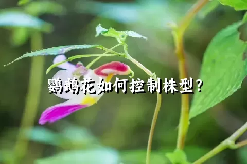 鹦鹉花如何控制株型？