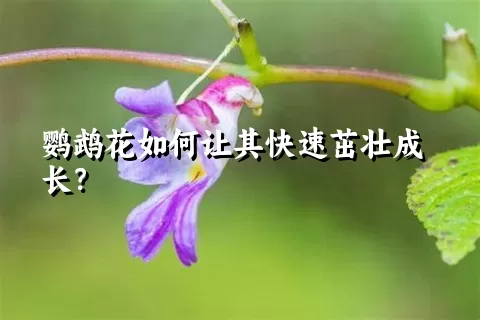 鹦鹉花如何让其快速茁壮成长？