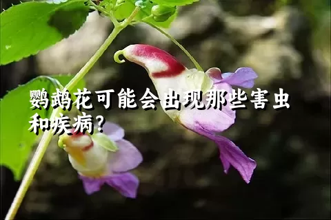 鹦鹉花可能会出现那些害虫和疾病？