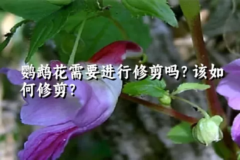 鹦鹉花需要进行修剪吗？该如何修剪？