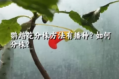 鹦鹉花分株方法有播种？如何分株？