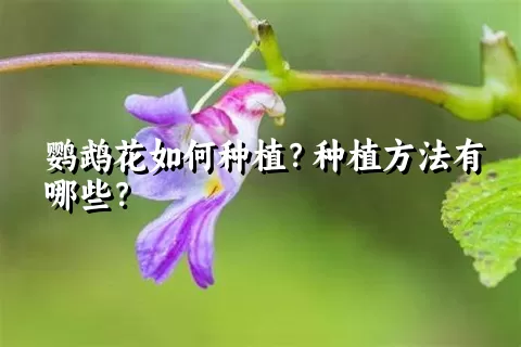 鹦鹉花如何种植？种植方法有哪些？