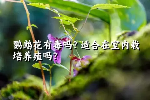 鹦鹉花有毒吗？适合在室内栽培养殖吗？