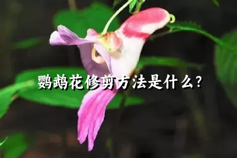 鹦鹉花修剪方法是什么？