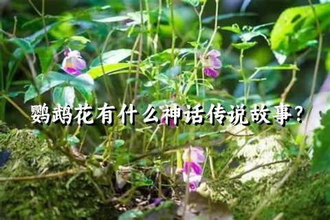 鹦鹉花有什么神话传说故事？