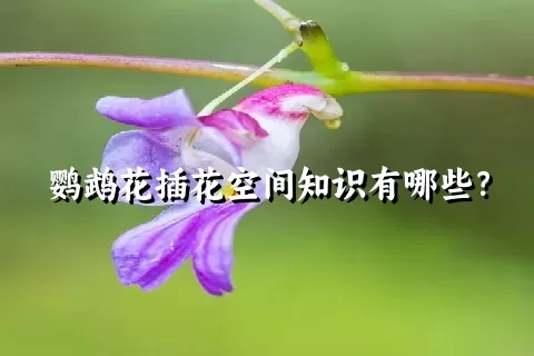 鹦鹉花插花空间知识有哪些？