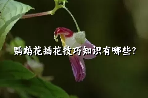 鹦鹉花插花技巧知识有哪些？