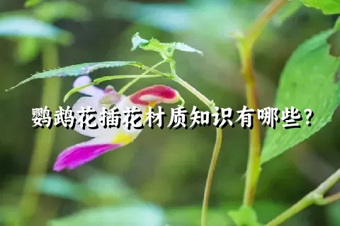 鹦鹉花插花材质知识有哪些？