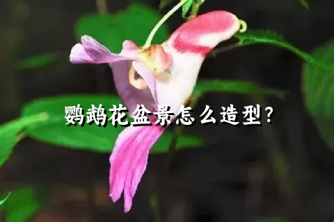 鹦鹉花盆景怎么造型？