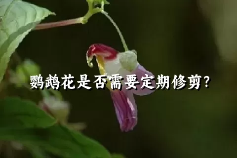 鹦鹉花是否需要定期修剪？