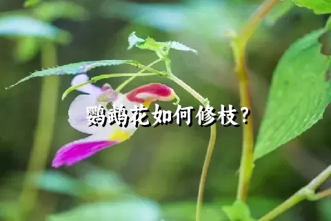 鹦鹉花如何修枝？