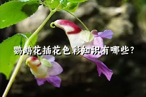 鹦鹉花插花色彩知识有哪些？