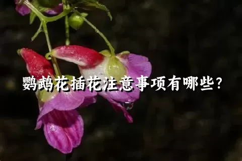 鹦鹉花插花注意事项有哪些？