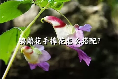 鹦鹉花手捧花怎么搭配？