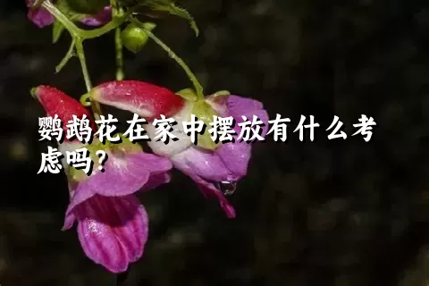 鹦鹉花在家中摆放有什么考虑吗？