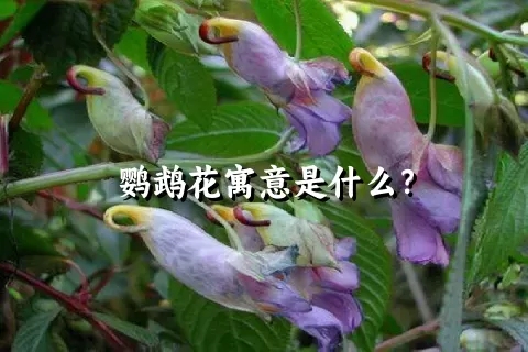 鹦鹉花寓意是什么？