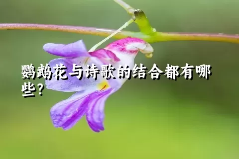 鹦鹉花与诗歌的结合都有哪些？