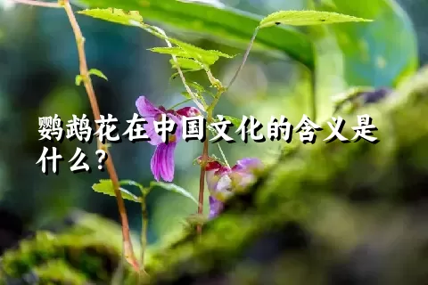 鹦鹉花在中国文化的含义是什么？