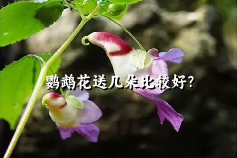 鹦鹉花送几朵比较好？