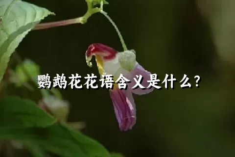 鹦鹉花花语含义是什么？