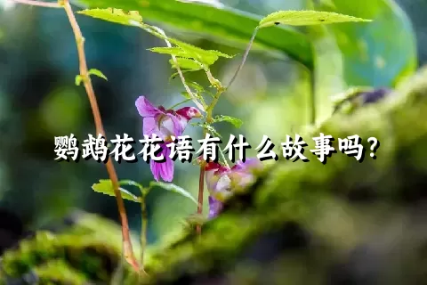 鹦鹉花花语有什么故事吗？