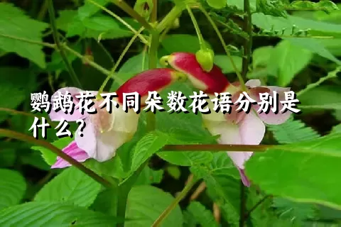 鹦鹉花不同朵数花语分别是什么？