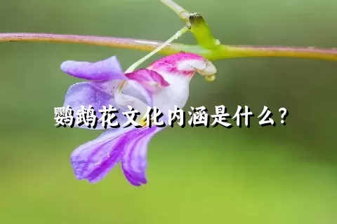 鹦鹉花文化内涵是什么？