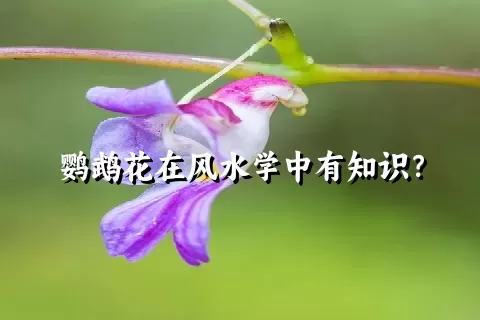 鹦鹉花在风水学中有知识？