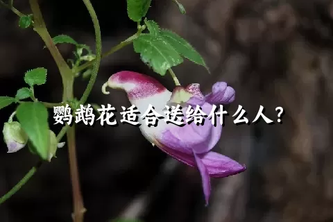 鹦鹉花适合送给什么人？