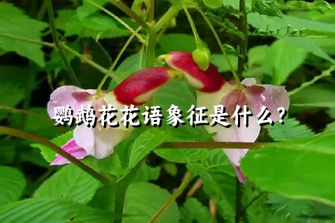 鹦鹉花花语象征是什么？