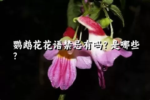 鹦鹉花花语禁忌有吗？是哪些？