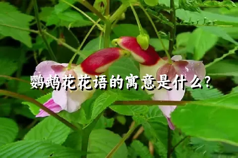 鹦鹉花花语的寓意是什么？