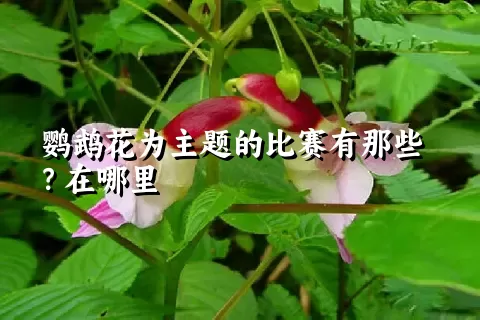 鹦鹉花为主题的比赛有那些？在哪里